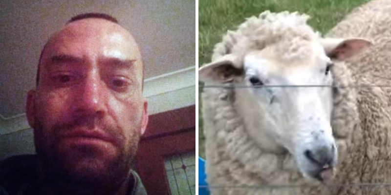 Australian man suspected of breaking into shed to rape sheep