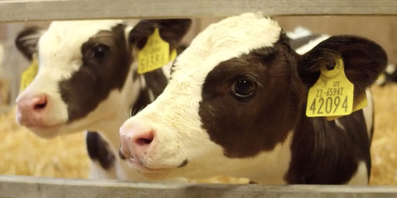 25-year-old man caught raping baby cow in UK