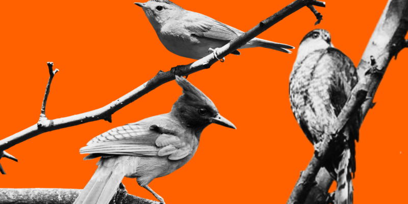 EMINA MELONIC: American Ornithological Society flies off the handle over 'racist' birds named for white people