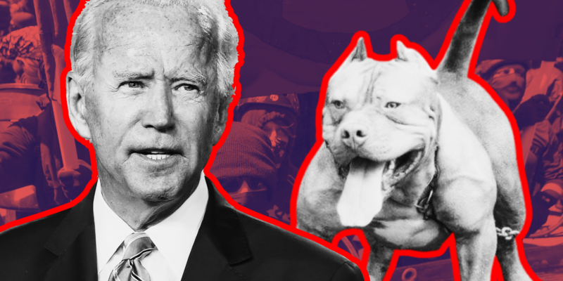 OLIVER GHORBANIFAR: Antifa is Joe Biden's pit bull
