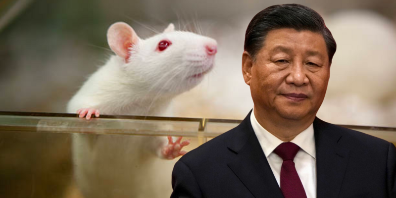 Chinese lab creates Covid strain with 100% KILL RATE in mice