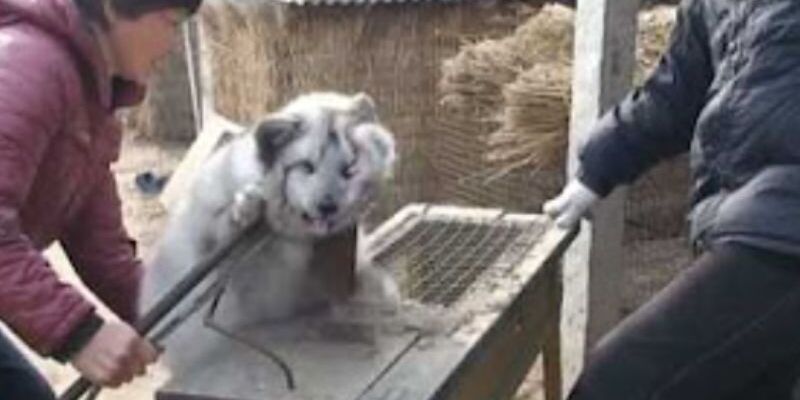 REVEALED: Here's where eating dogs is still legal