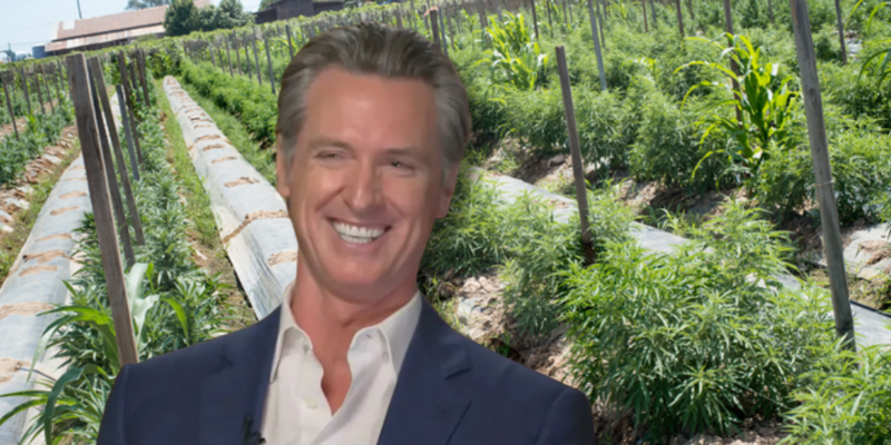 AUSTIN PETERSEN: Gavin Newsom cares more about his public image than protecting minors from exploitation