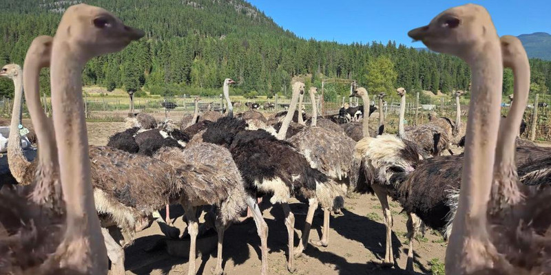 DAVID KRAYDEN: Canadians' freedom is at stake in the fate of 400 ostriches