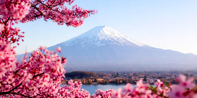 Japan cancels Mount Fuji Cherry Blossom Festival due to 'crisis' of unruly tourists