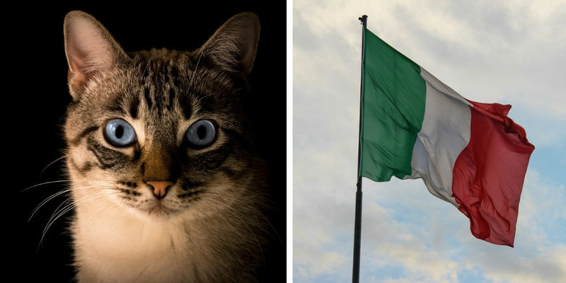 Nigerian immigrant busted in Italy cooking cat to eat in children's playground