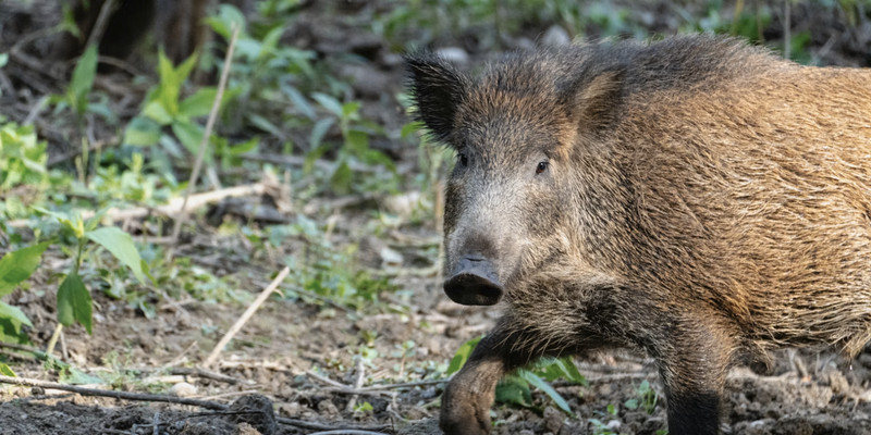 Mutant 'super pigs' boom in Fukushima exclusion zone after nuclear disaster