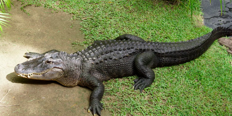 3-year-old boy thrown into crocodile enclosure at UK zoo, man arrested for attempted murder