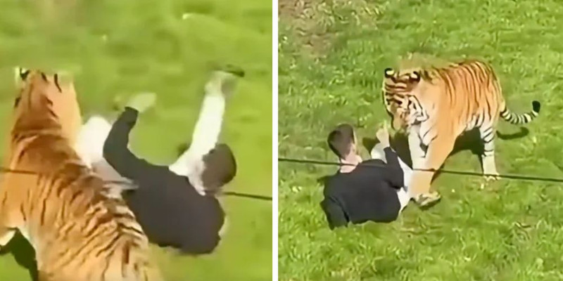 UK wildlife refuge won't kill tiger goaded into attacking suicidal man who climbed into caged area