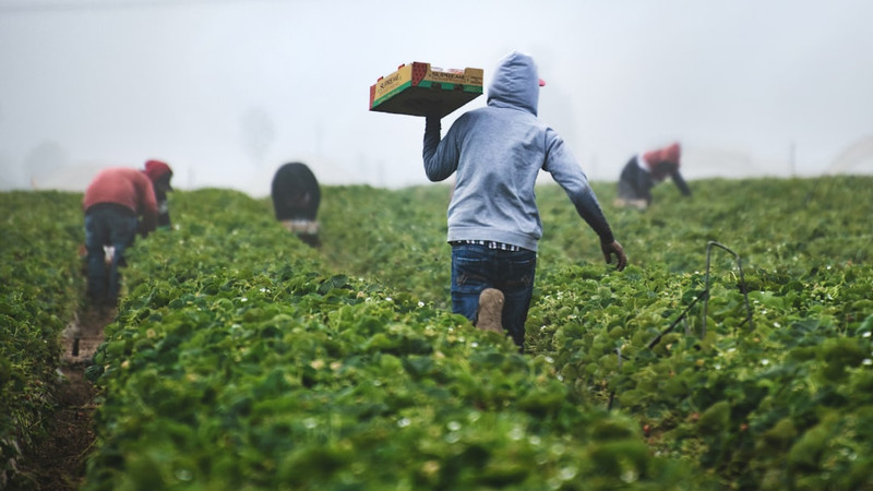 FDA says Taylor Farms Cyclospora lettuce test was a false positive