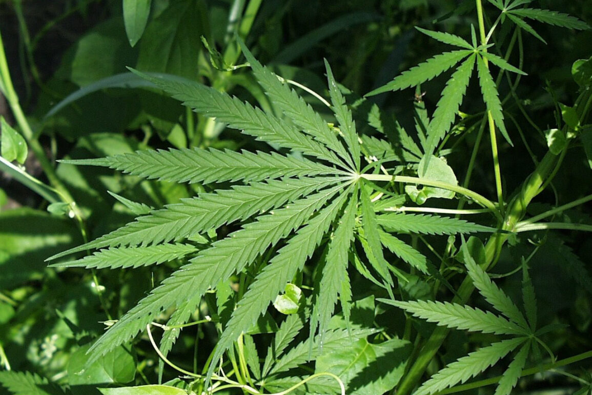 Amendment Designed to Prevent Nationally Legal Marijuana Gets to House