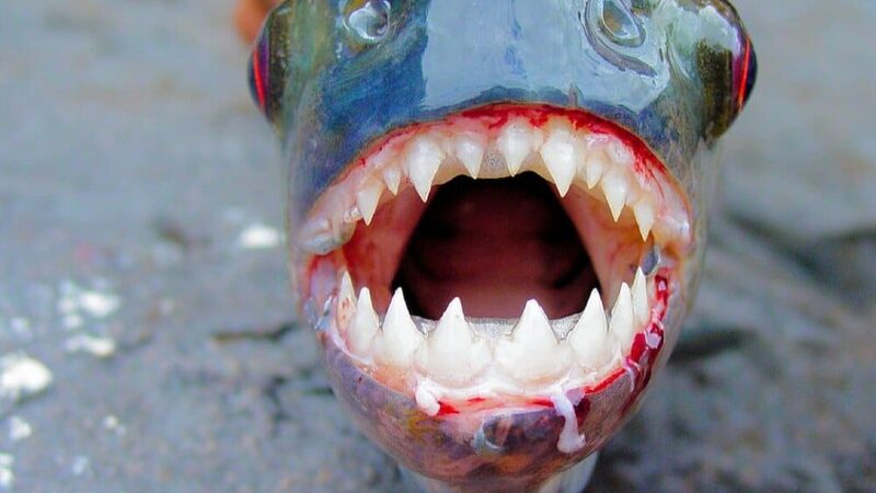 Our Federal Government Is an Ever-Expanding, Out-of-Control Piranha