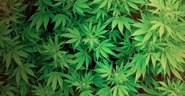 Aurora Begins Supplying German Medical Cannabis Market