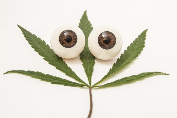 InMed’s eye-catching cannabinoid ‘lense’ for drug delivery