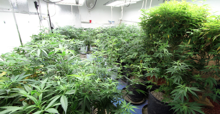 California cities, counties OK pro-cannabis measures, paving way to scores of new licenses