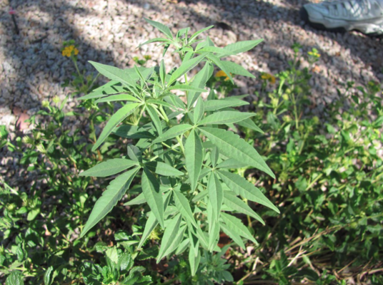 Adventures in the marijuana trade: Swimming to Atlantis