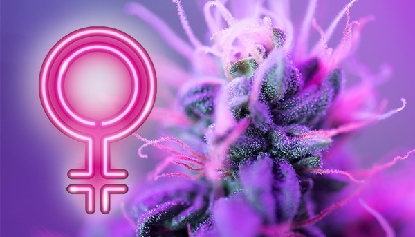 Female Canadians: A Big Cannabis Market Is About To Open