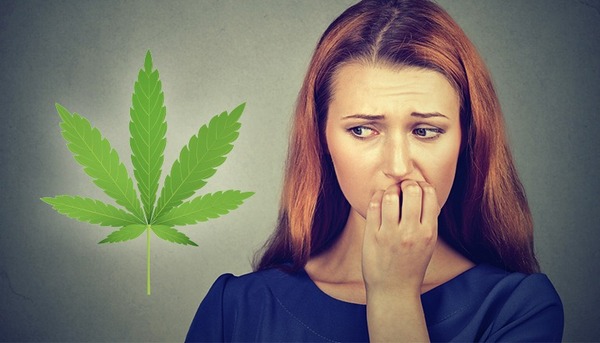 Cannabis: As Phobias Fade, Profits Will Increase