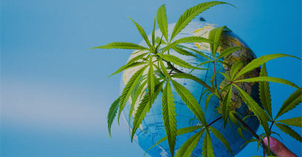 Strong Growth Projected For Global Medicinal Cannabis Market