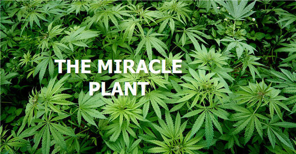 Hemp Continues To Amaze With New Applications