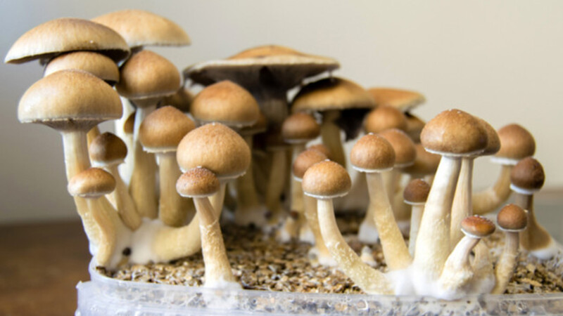 Largest psilocybin trial finds the psychedelic is effective in treating serious depression