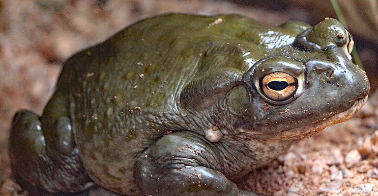 Psychedelic Toad Venom Clinical Research Boosted by $80M in Funding