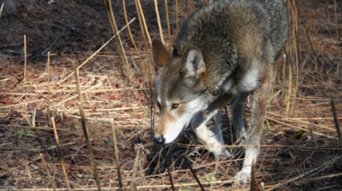 The Wolf Who Cried MAGA