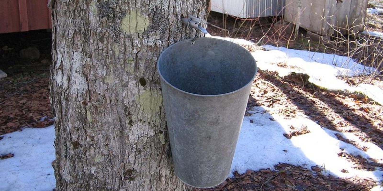 Canada taps strategic supply of maple syrup to counteract severe global shortage The Post