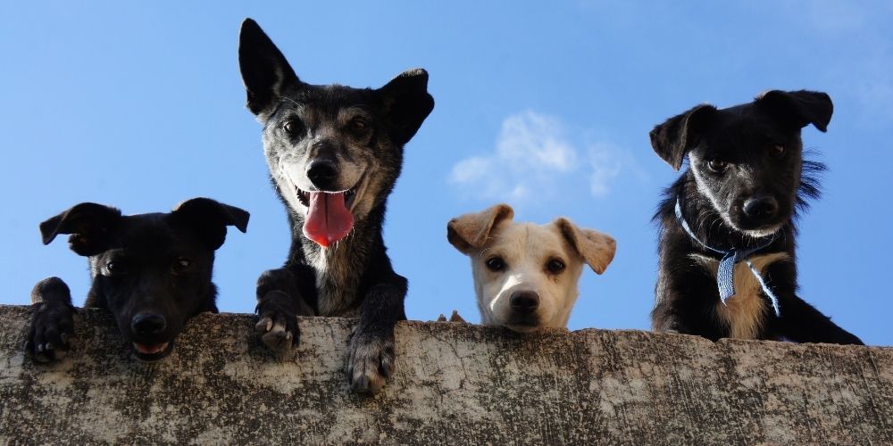 Australian rescue dogs shot dead to 'prevent' spread of COVID-19