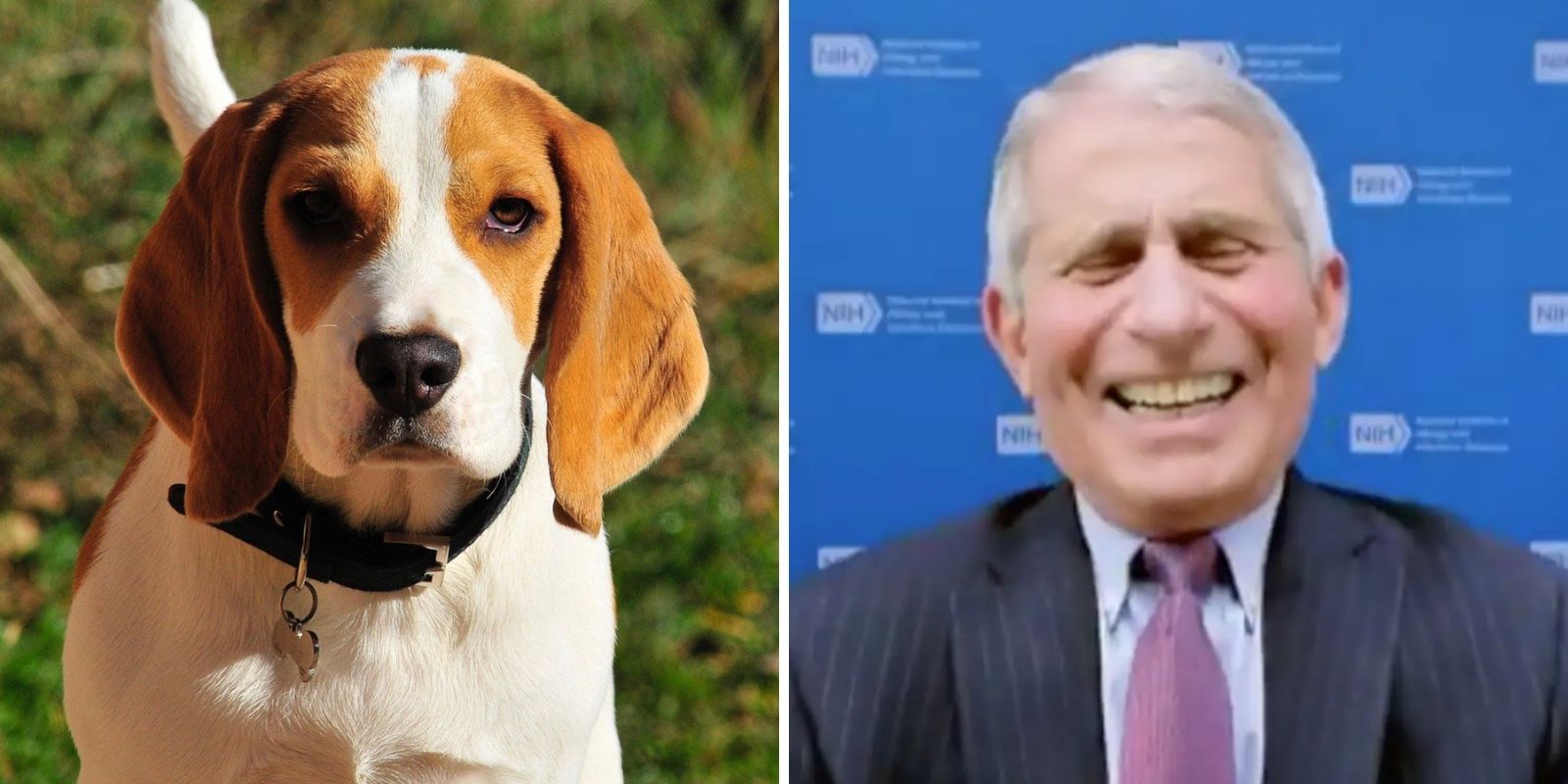 #FauciLiedDogsDied trends on Twitter after revelations that Fauci funded cruel experiments on puppies