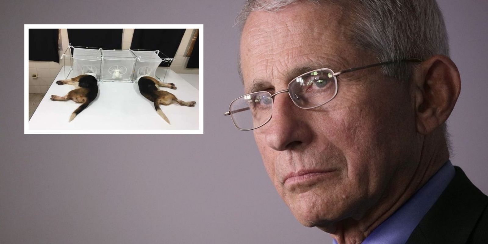 Democrats and Republicans demand answers from Fauci over cruel experiments on puppies