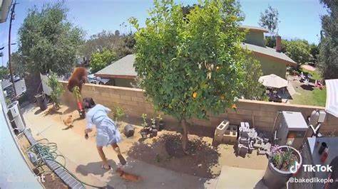 WATCH: Woman pushes HUGE bear off wall to save her pet dogs