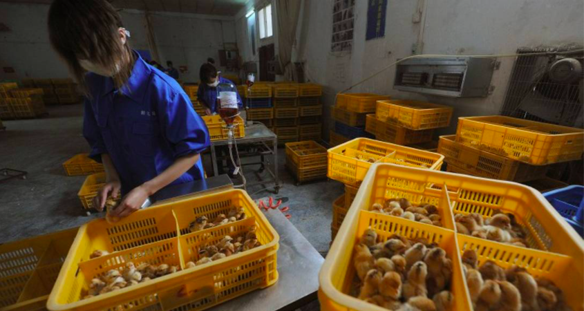 China reports case of H10N3 bird flu, possible first human infection