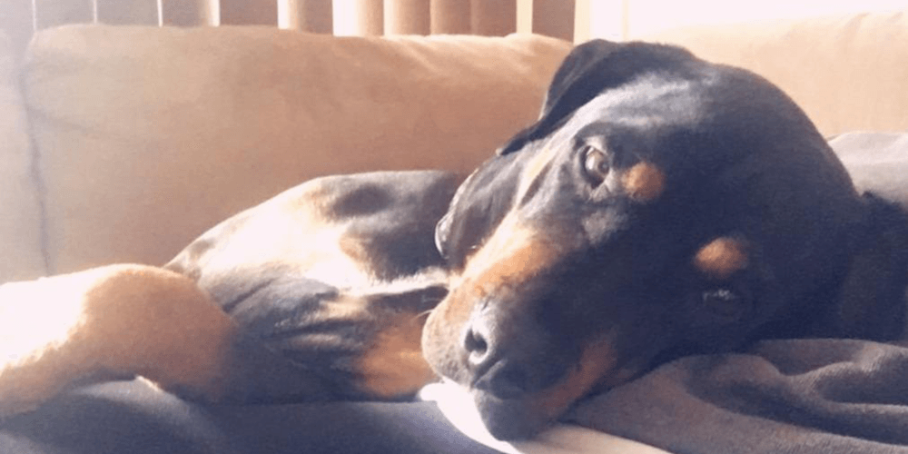 Windsor police officer shoots family dog in their own yard, investigation started