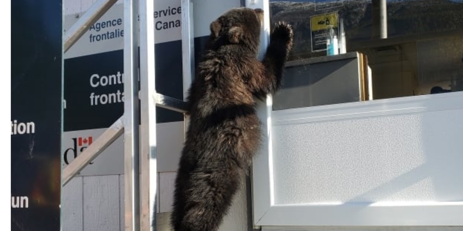 Undocumented bear cub apprehended trying to cross Canadian border