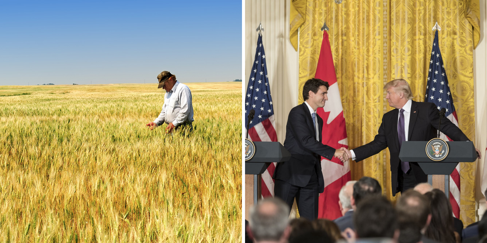 Canadian grain farmer groups join together to call for the Trudeau Liberals' support against subsidized US competition