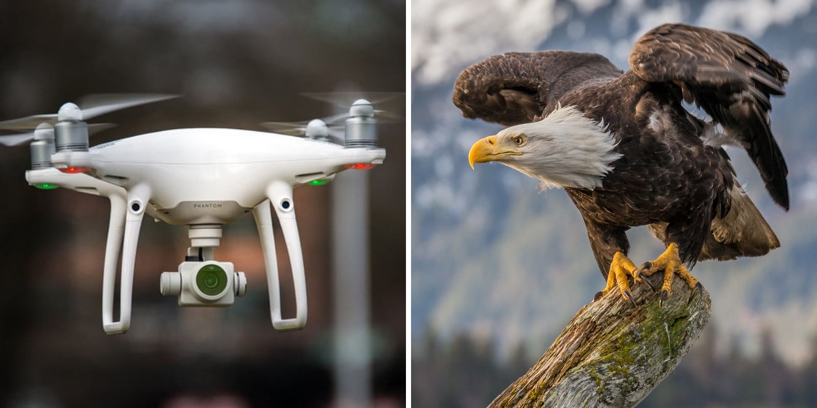 Bald eagle attacks government drone and wins The Post Millennial