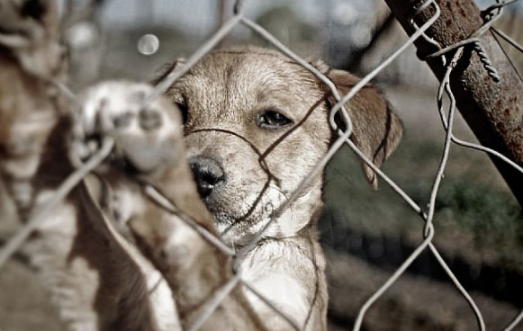 Six puppies tied together and left for dead—police ask public for tips