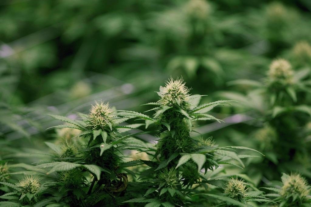 RCMP seizes 1,200 kg of illegal cannabis amidst raids