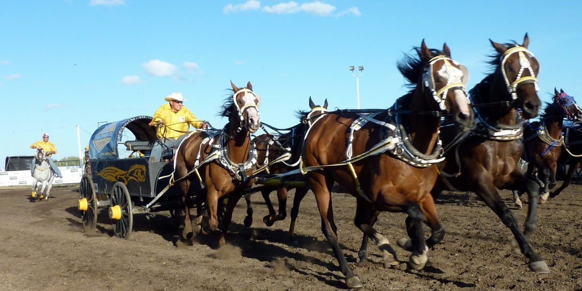 A third horse has died at the Calgary Stampede The Post Millennial