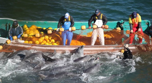 Trudeau government passes bill to ban whales and dolphins in captivity