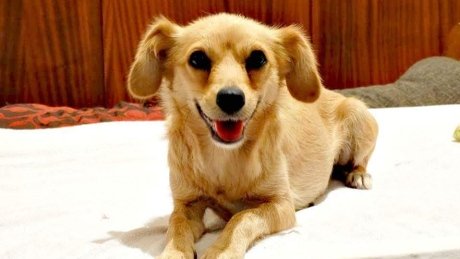 B.C. man’s dog narrowly escapes death after eating meat with needles in it