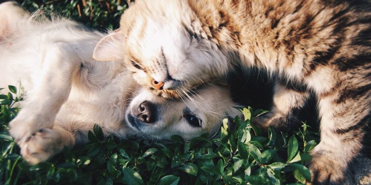 Calgary woman convicted after duct-taped cat, dog found in storage unit