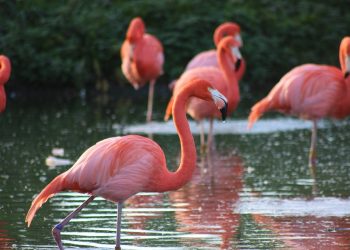 Zoo flamingo euthanized after child disables it with rock