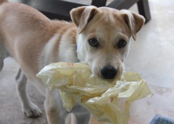 TTC lost puppy found, safe at home