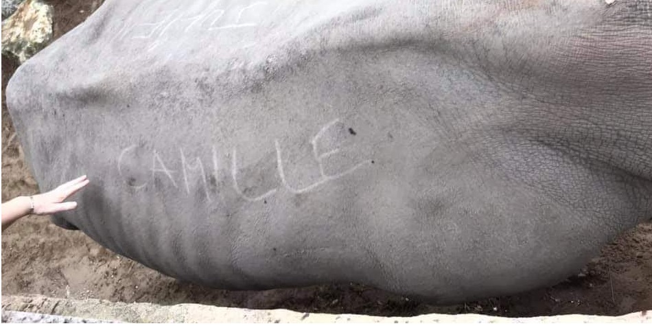 French zoo outraged after visitors scratch name onto Rhino’s back