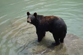 French composer dies from bear attack while gathering nature sounds in Northwest Territories