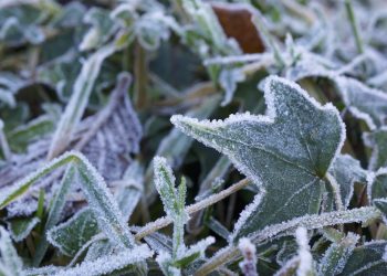 BUNDLE UP! Frost advisory across Quebec and Ontario