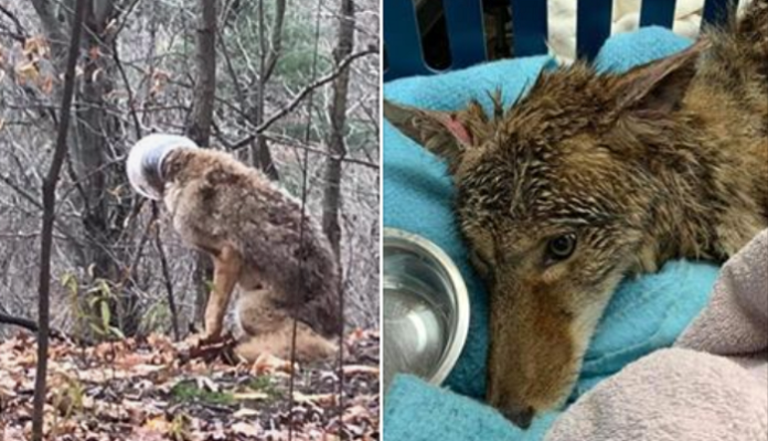 Ontario coyote rescued after getting head stuck in bucket for over a week