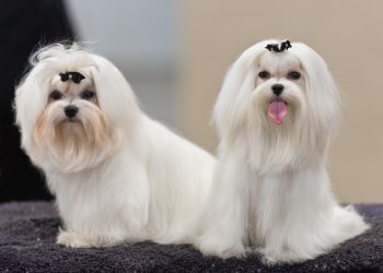 Ontario man charged after torturing and killing two dogs